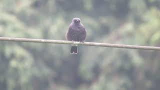 Pied Bush Chat Saxicola caprata Angkhang Royal Agricultural Station Thailand 18 Sept 2024 44 [upl. by Banna]