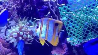 feeding the copperband butterflyfish chelmon rostratus [upl. by Ycats]