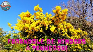 Randonnée dans les massifs et crêtes depuis Tanneron au cœur des mimosas en fleurs Épisode 74 [upl. by Davey687]