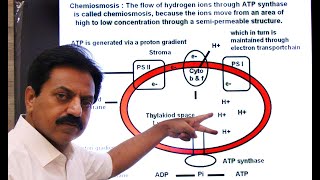 First Year Chapter 11 Bioenergetics Part 12 Light Reaction of Photosynthesis with Steps Part 2 [upl. by Naihr347]