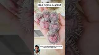 Hedgehog accident shorts germany kerala highlight subscribers [upl. by Julita]