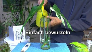 Pflanzen einfach bewurzeln Alocasia Stammstück Monstera Steckling [upl. by Barris]