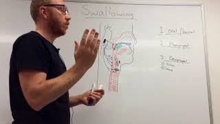 Swallowing Mechanism Three phases [upl. by Vasyuta]