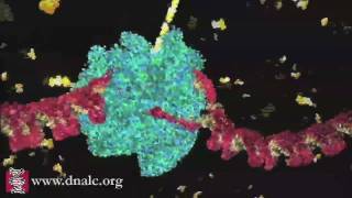 DNA Transcription Basic [upl. by Corvese]