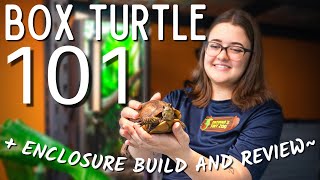 Box Turtle Care Guide  Box Turtle Enclosure Build  are Amazon tortoise enclosures any good [upl. by Nrehtak]