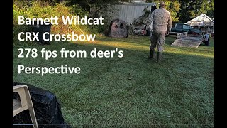 Barnett Wildcat CRX 278 fps from a deers perspective [upl. by Narton]