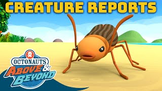 Octonauts Above amp Beyond  Creature Reports Bombardier Beetles  Octonauts [upl. by Copeland]