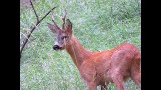 Il CAPRIOLO un amico delle nostre foreste [upl. by Jazmin]