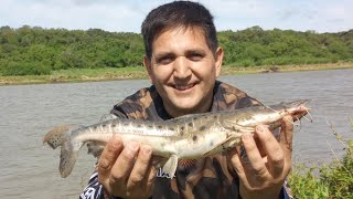 NO TE VALLAS A CORRIENTES ENCONTRAMOS LOS SURUBIES EN ALSINA  MAS DE 100 CAPTURAS EN UN DIA 🎣 [upl. by Skipp]