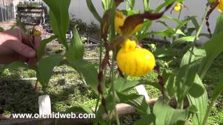 OrchidWeb  Cypripedium parviflorum var pubescens [upl. by Jezabelle96]