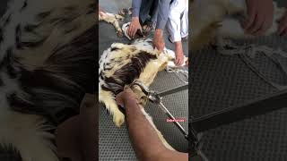 How to do Castration with Burdizzo Castrator veterinary goatfarming ytshorts [upl. by Nnylsaj927]