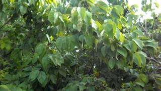 Cherimoya fruit growth on mature treesAVI [upl. by Daron]