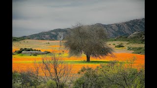 Namaqualand Wildflower Tour 2023 [upl. by Cirdnek800]