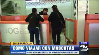 ¿Cómo viajar en bus o avión con mascotas  27 de marzo de 2013 [upl. by Moll]