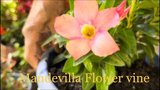 Mandevilla plant Care  Mandevilla or Dipladenia Care  Mandevilla Care in Winter [upl. by Raquel]