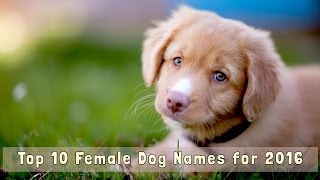 Top 10 Female Dog Names for 2016 [upl. by Socin]