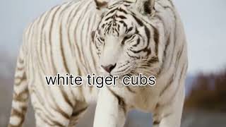 white tiger zoo🐯🐯RajaniST8633tigercubsviralyoutubewildlifevideo [upl. by Sladen964]