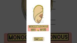 Structure of monocotyledonous seed Maize 🌽in 17 sec [upl. by Ijic]