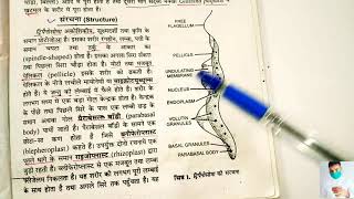 Body structure of trypanosoma in hindi  applied and economic Zoology BSc 3rd year [upl. by Perl715]