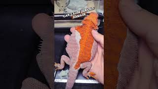 The Secret of Molting Why You Shouldnt Skin a Gecko animals shorts interestingfacts science [upl. by Orelie]