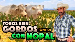 GANADO CHAROLAIS 100 PURO engordado con SOPA DE NOPAL [upl. by Nett]