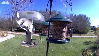 Evening Grosbeaks [upl. by Eloc813]