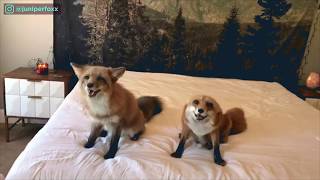 Meet the cutest pet foxes with 25 million Instagram followers [upl. by Whyte]