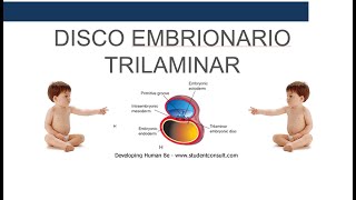 Disco Germinativo Trilaminar [upl. by Daile]