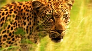 A Leopards Cruel Kill [upl. by Sabelle]