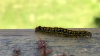 How Caterpillars Crawl  Extreme Close Up [upl. by Pirbhai]