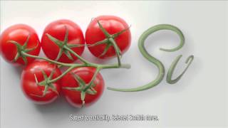 Lidl Scotland Vine Ripened Tomatoes [upl. by Ivey]