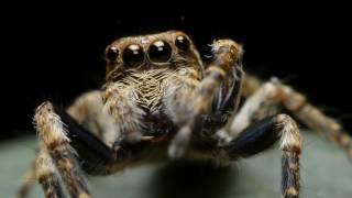 Adorable Primping Jumping Spider  Servaea vestita Salticidae [upl. by Jenkins960]