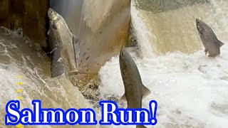 Salmon Run 😮 salmonrun nature fishing [upl. by Nosnirb]