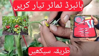 Crossing Method in tomato  Hybrid  Breeding  tomato hybridbreedingtechniques [upl. by Sseb]