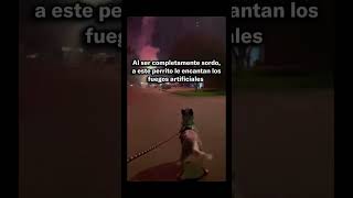 Este perro disfruta de los fuegos artificiales 🎆🐶 [upl. by Teuton]