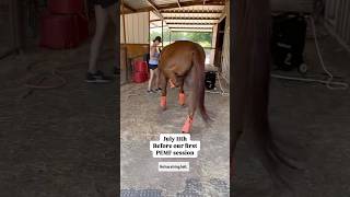 SMOOTHIE UPDATE Now and before with our stringhalt case horses pemf horsecare [upl. by Lasiaf]