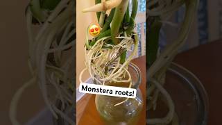 monstera monsteraplant roots houseplants indoorplants hydroponics gardening indoorgardening [upl. by Ule]