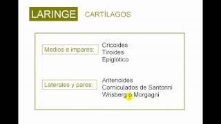 LARINGE 1 [upl. by Catlin]