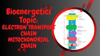 Electron transport chain l Inner Mitochondrial respiratory chain l XI biology l Bioenergetics [upl. by Barrie]