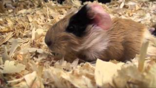 Meerschweinchen Babys von Banana Split  Die Meeries [upl. by Glaab592]