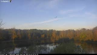 Canada Geese Fly By Sapsucker Woods Pond Cam – Oct 19 2018 [upl. by Justinn]