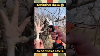 Sharpest Electric Cutter Fact  kannada facts karnataka amazing youtubeshorts trendingshorts [upl. by Cornwell964]