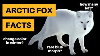 11 Arctic Fox Facts Bizarre Habits Revealed [upl. by Ykcub]