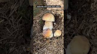 Hřibová rodinka nature houby grzyby boletus porcini mushroom pilze asmr funghi czech fyp [upl. by Erv]