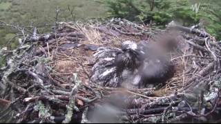 ©GLASLYN OSPREY PROJECT 230617 MRS GS DEDICATION [upl. by Cirred]