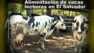 Alimentación de vacas lecheras en El Salvador [upl. by Flyn]