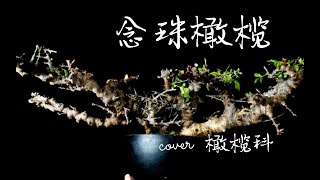 第547弹：科普时间！带你深入了解念珠橄榄Commiphora speyl Somalia的独特之处！ [upl. by Littell]