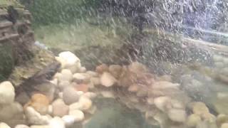 Corydoras Vs Tubifex Worms Bloodbath [upl. by Neehsar]