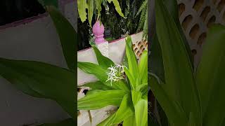 Sudarshan Plant Flowering  Crinum Latifolium shorts floweringplants terracegarden [upl. by Lareneg]