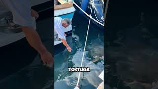 ¡Increíble Esta Tortuga Marina Sabe Cuándo la Llaman a Comer 🐢🚤 shorts [upl. by Ydnyl261]